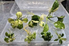 Raro set Anubias variegato