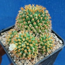 Mammillaria decipiens subs