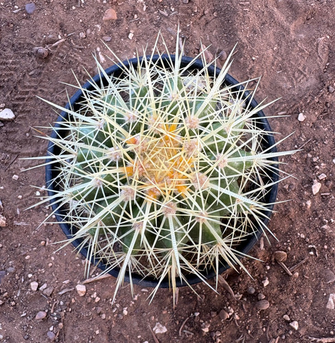 Echinocactus grusonii pianta - grusonii,