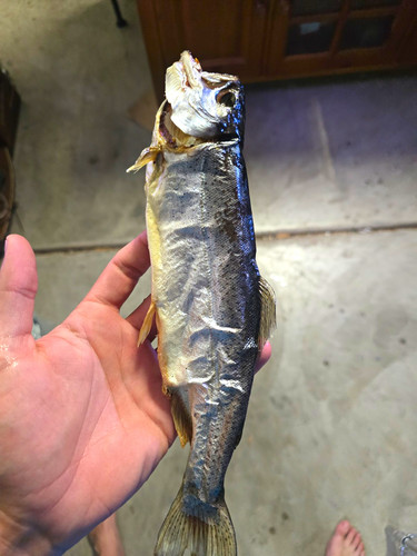 Trota mummificata conservata - e,