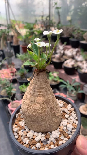 Ceppo maturo euphorbia rossii - ceppo,
