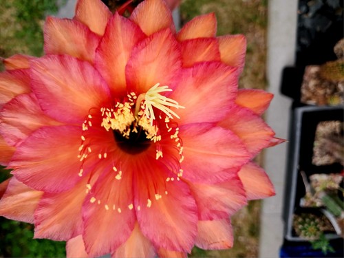 Ibrido trichocereus prima - ibrido, di