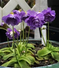 Pinguicula Primuliflora "