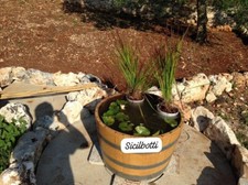 Botti/botte rovere Mezza Botte, fioriera, mini pond