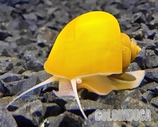 4lumaca gold ampullaria 2 - ampullaria, +
