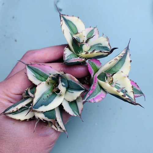 Pcs rare cacti agave - pcs,