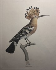 Incisione colorata a mano