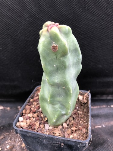 Lophocereus schottii - schottii, f