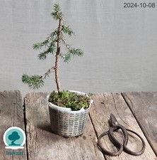 Bonsai Picea Abies Prebonsai