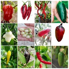peperoncino piccante set di 12