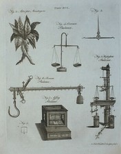 1797 Stampa Originale Atropa Mandragora Bilancia Comune Romana Idrostatica