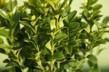 Bosso Buxus sempervirens vaso