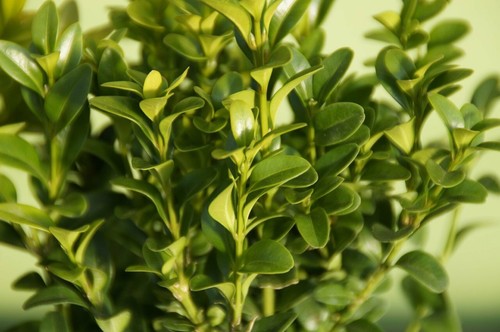 Bosso buxus sempervirens - sempervirens, vaso