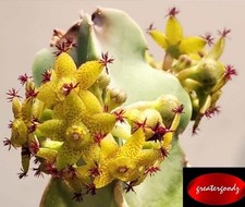 Caralluma penicillata  spotted