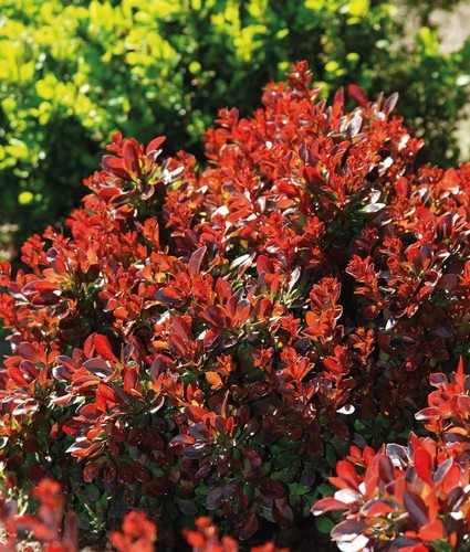 Berberis thunberga bagatelle - thunberga,