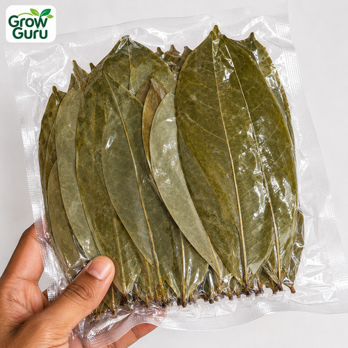 Foglie soursop secche - soursop,