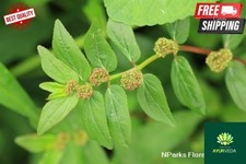 Pianta di asma essiccata 100%