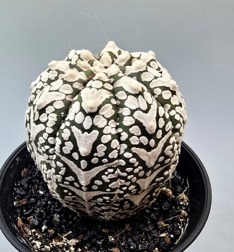 Astrophytum asterias super - astrophytum,