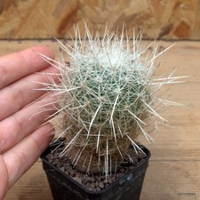 Thelocactus argenteus sb1862