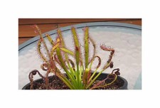 10x Drosera capensis Rubra