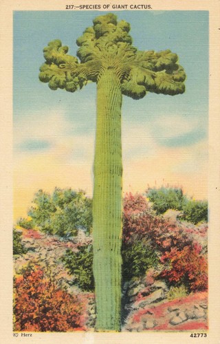 Cartolina cactus gigante - cactus,