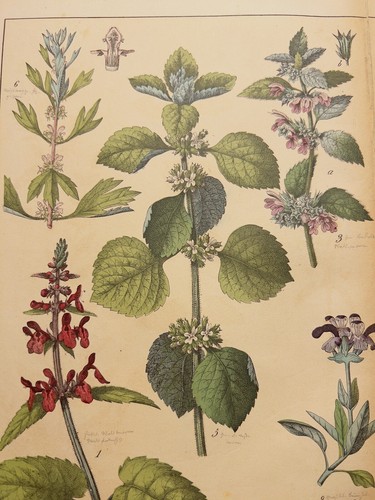 Antica illustrazione 1869 - antica,