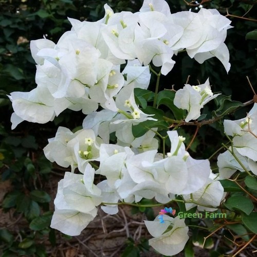 Semi bouganvillea bianco - semi,