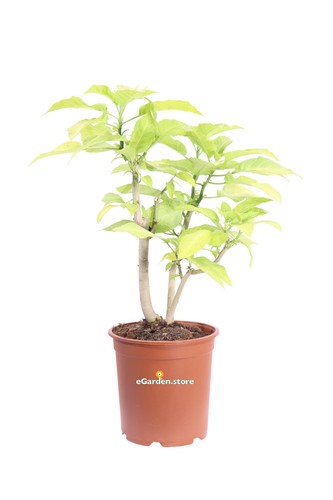 Pianta datura arborea - di,