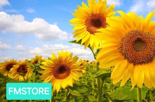 Girasole gigante sunflower - girasole,