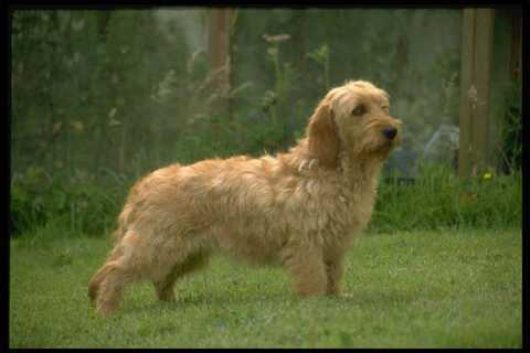 415037 basset fauve - basset, de