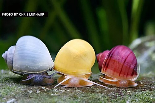 Lumaca acquario dolce pomacea - dolce,