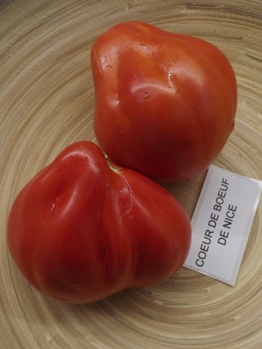 Cuore bue pomodoro - di,