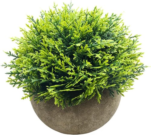Mini piante cedro di - piante,