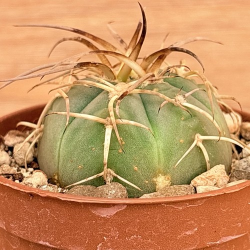 Gymnocalycium spegazzinii
