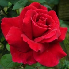 Pianta ROSA BREVETTATA MISTER LINCOLN ®MEILLAND rossa scura vera PROFUMATA