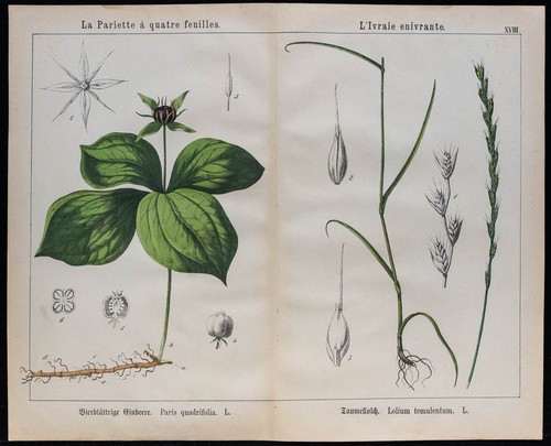 1875 incisione parisette - 1875,
