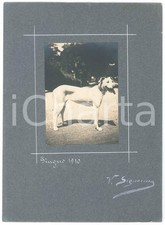 1910 ITALIA Cani da caccia -