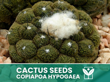 Copiapoa Hypogaea – 10 Semi