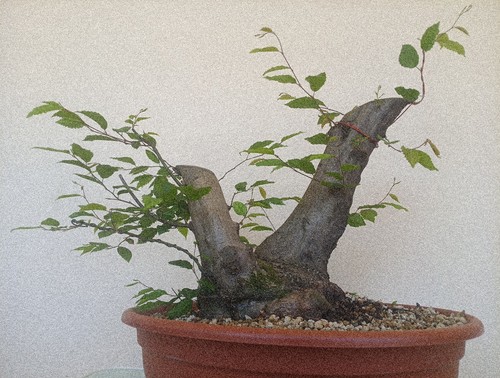 Bonsai xxl carpino - xxl,