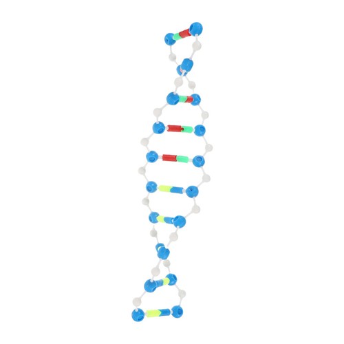 Modello dna a doppia - modello,