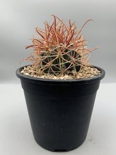 Ferocactus Chrysacantus Pot 14