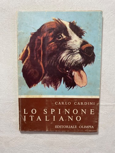 Spinone italiano carlo - italiano,
