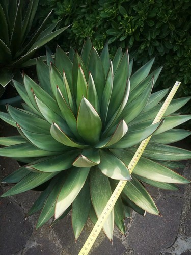 Agave blue glow - glow, "shaka