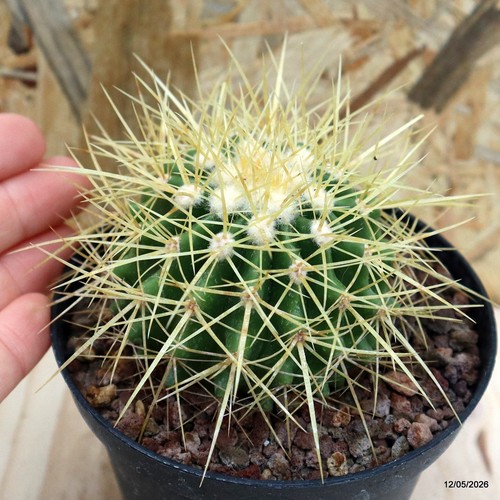 Echinocactus grusonii vaso - vaso, 10