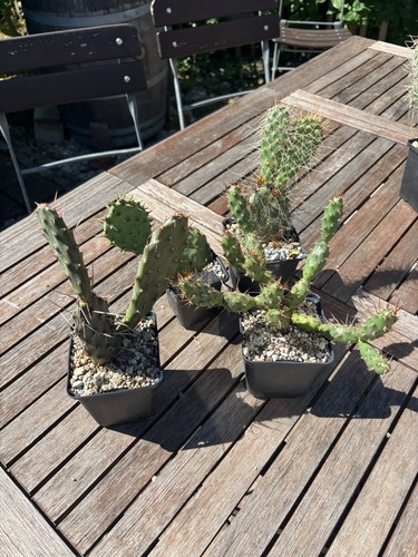 Opuntien/Opuntia/cactus