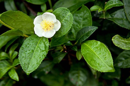 Camellia sinensis darjeeling - sinensis,