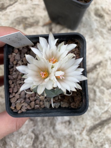 Turbinicarpus schwarzii pot - turbinicarpus,