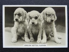 THE ENGLISH SETTER PUPPIES -