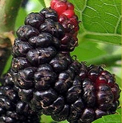Albero gelso nero - gelso,