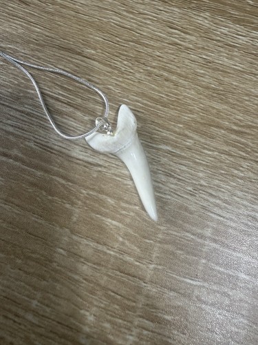 Dente squalo mako - squalo,